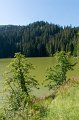 0439Lac vert